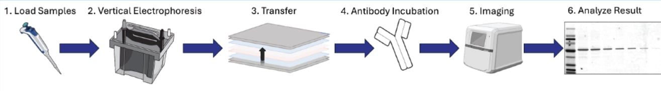Traditional Western Blot